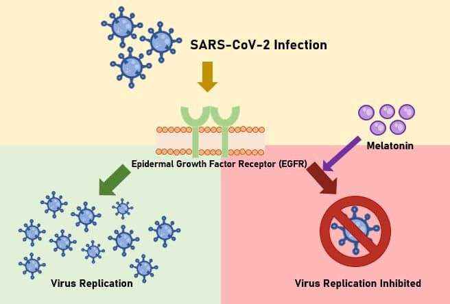 La Melatonina bloquea la replicación del virus responsable de la COVID-19