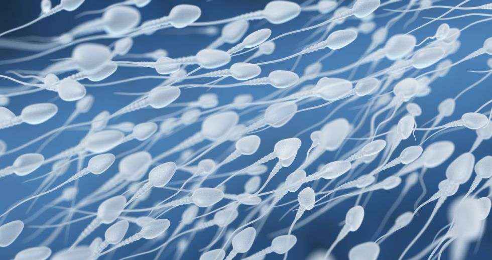 La morfología de los espermatozoides se ha deteriorado en los últimos años, reduciendo la fertilidad masculina