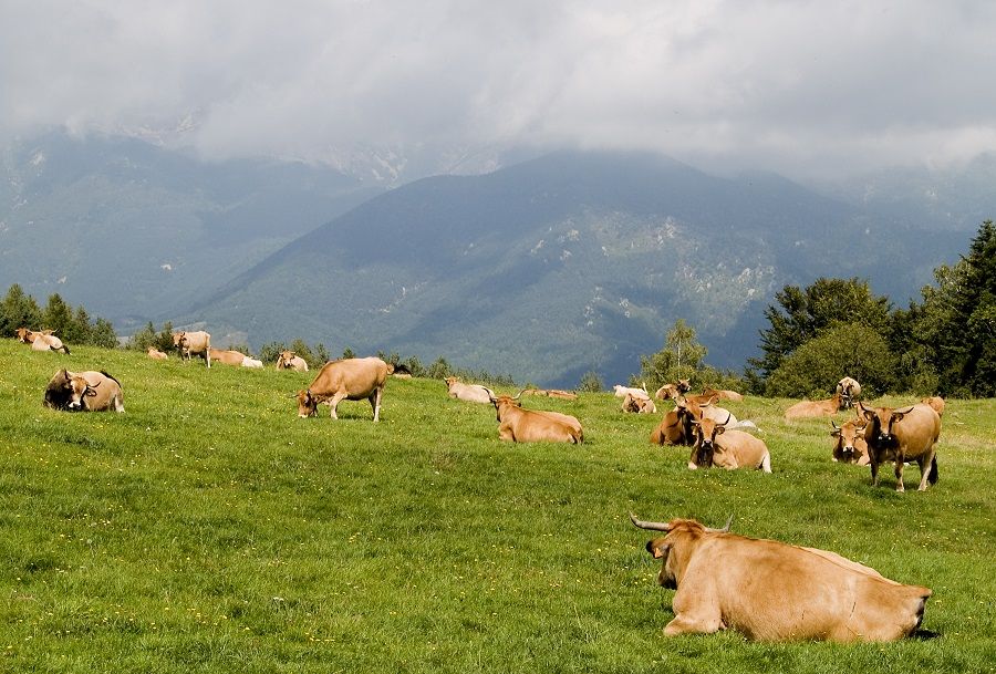 El sector de la Carne de Vacuno, comprometido con la sostenibilidad ambiental y la reducción de emisiones