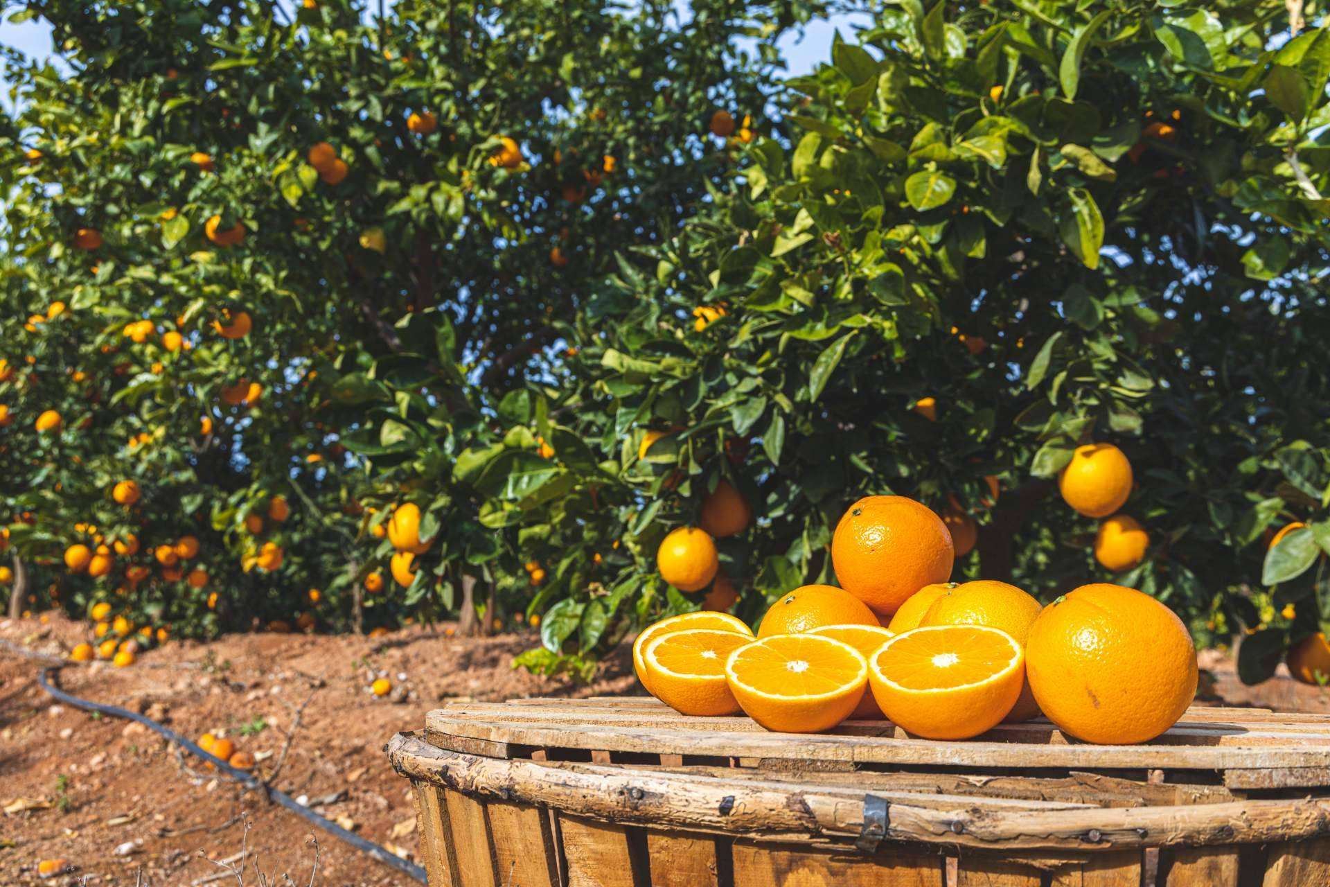Las ventajas de comprar naranjas online en Naranjas Quique