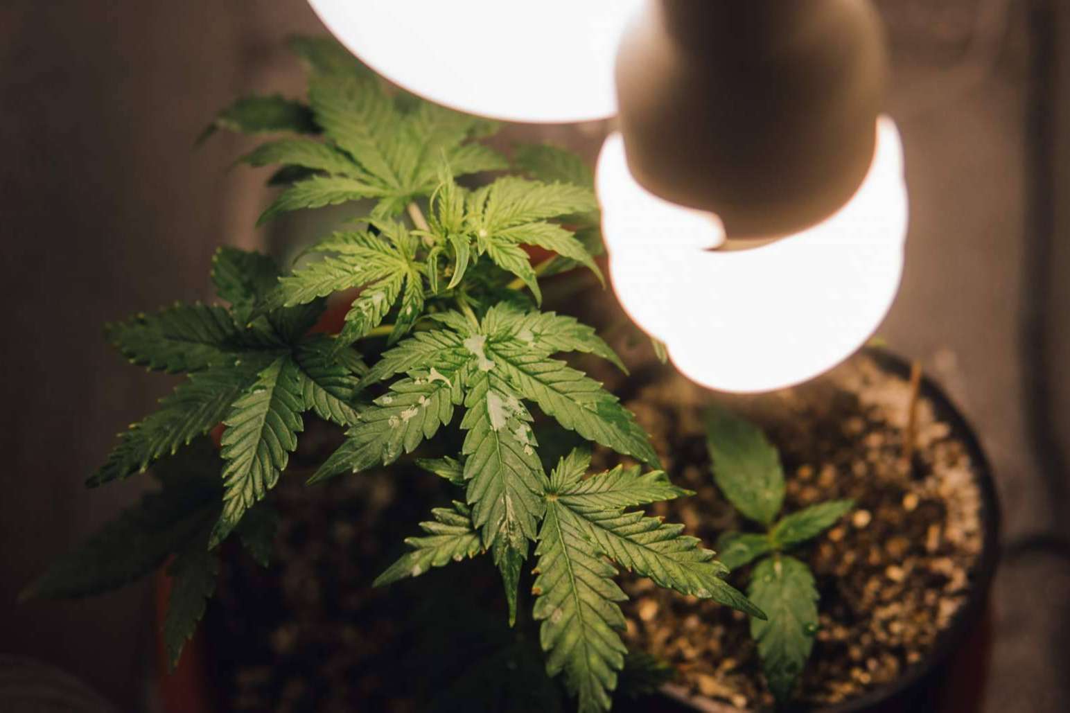 Armarios de cultivo interior para cualquier tipo de cultivo, en la tienda online y física Tecnocultivo