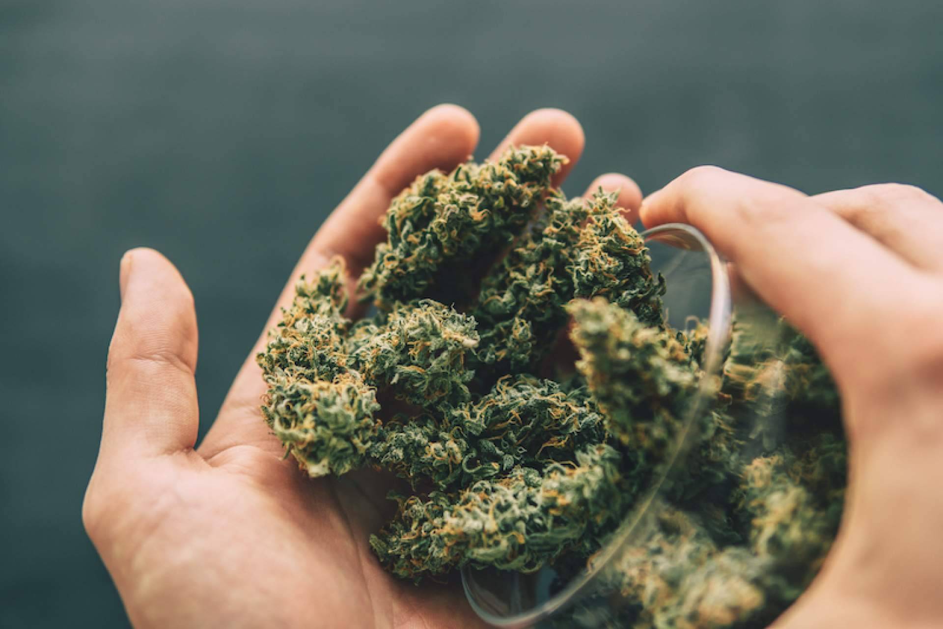 Bee Products, ¿Por qué comprar flores CBD?