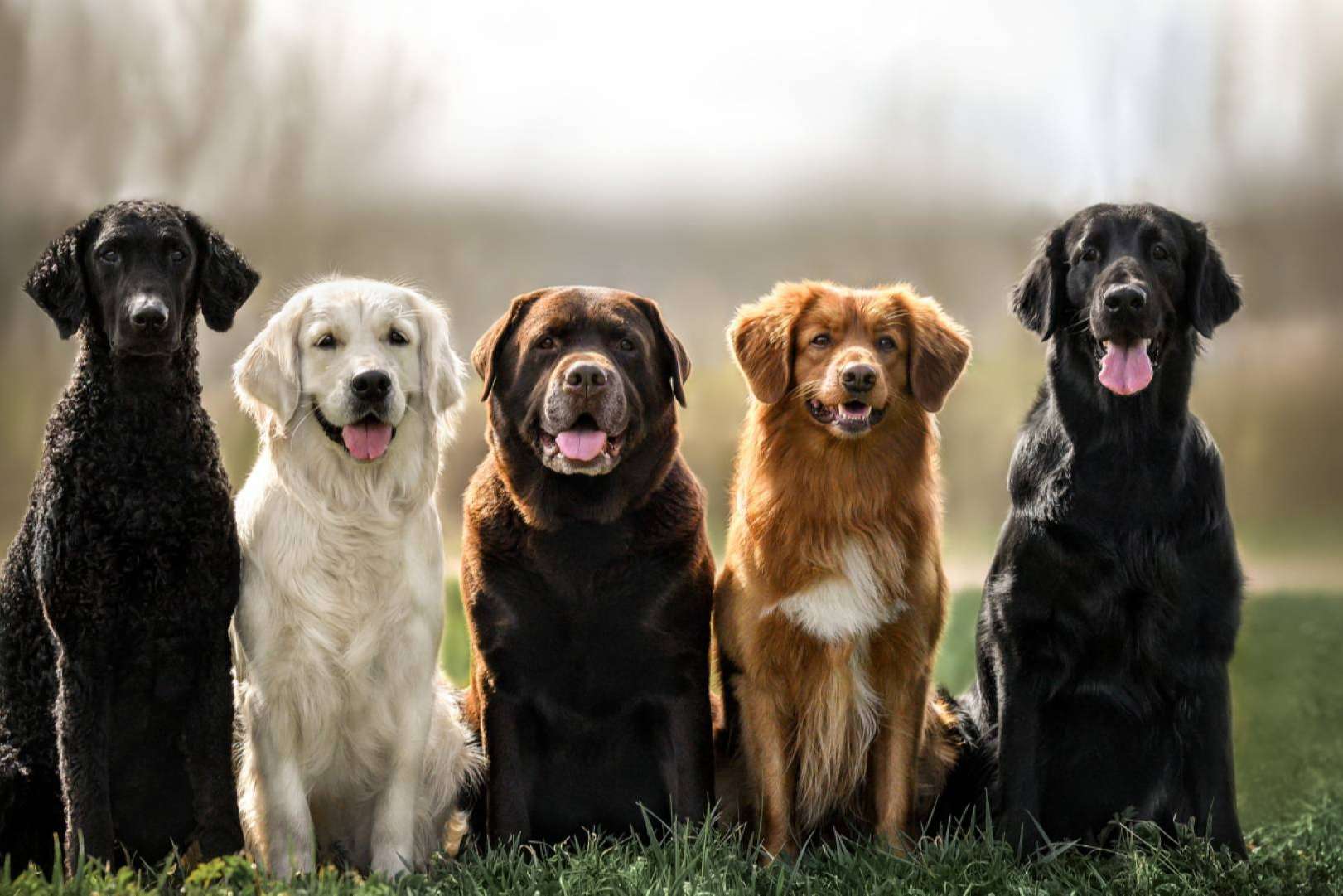 CBD para perros y gatos; cómo reducir el dolor y mejorar la movilidad de una mascota de forma natural